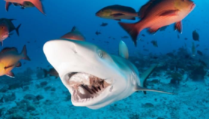 عاجل: «شيء ما خطير» يحدث تحت أعماق البحر المتوسط.. ما علاقة أسماك القرش؟ (خاص)
