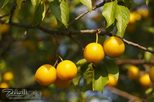 «هتطلعها من درج المطبخ في بيتك!» .. تمنع ارتفاع السكر في الدم وتخفض الوزن وتقضي على الإمساك في 5 دقائق فقط