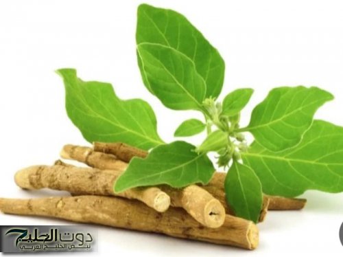 معجزة نزلت من السماء .. عشبة طبيعية تقوي الذاكرة وتعيد بناء خلايا المخ الميتة وتحمي من الزهايمر والخرف