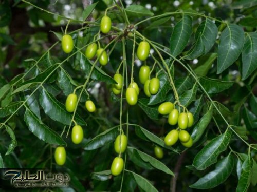 «نهاية الألم للأبد بلا مسكنات ولا كيماويات».. العشبة السحرية الخارقة التي تزيل كل أنواع الآلام وتعيد النشاط