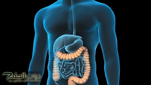 « عشبة خارقة نزلت من الجنة!! »..متوفرة في كل مطبخ لكنها مهملة تنظف القولون من البراز المتحجر بلحظات