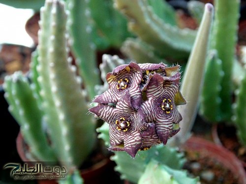 "ارمـي علاج التخسيس في الشـارع" عشـبة سرية هندية قديمة لتقليل الشهية وخسارة الوزن بشكل طبيعي