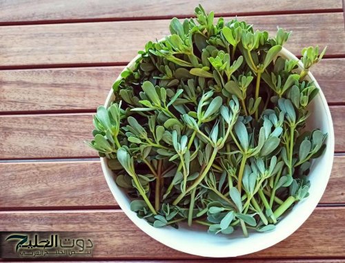 كنز طبيعي جبلي أعجز العلماء وذهل الأطباء.. عشبة شتوية خارقة تقضي على الأورام وتمنح الشفاء كأنها سحر إلهي