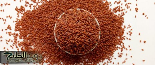 "وداعا لتساقط الشعر"... عشبة خارقة لإيقاف تساقط الشعر وتنعيمه وتطويله تغيك عن كل المستحضرات