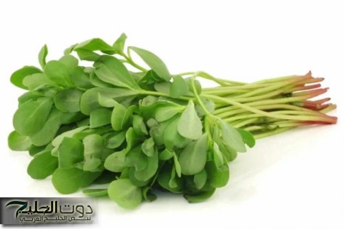 “إزاي عايشين كل ده ومكناش نعرفها!”.. عشبة رهيبة من عالم تاني.. نبات جبار جنب البيت هيخليك في أفضل أحوالك