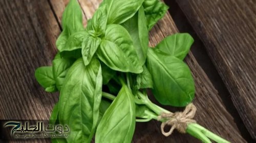 “كنز لا يقدر بملاييين″.. عشبة ربانية لها قدرة على علاج 40 مرض وتعالج السكر وتقوي الذاكرة وتحميك