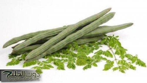 عشبة معجزة ربانية وموجودة في الطبيعة..السر وراء العشبة الصحراوية التي تعزز الذاكرة تنظم السكر وتحمي