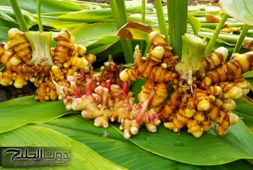 «ضاع عمرك وانت متعرفش» .. عشبة طبيعية تضبط مستوي السكر في الدم وتحارب الشيخوخة والتجاعيد وتمنح القوة والشباب