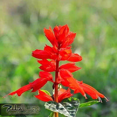 ” معجزة جبارة نزلت من السماء ” .. عشبة منسية خارقة تنشط الذاكرة وتقوي المناعة وتنهي هشاشة العظام