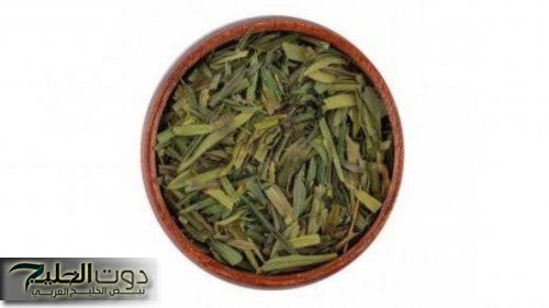 «كوب واحد منه هيخلي الذاكرة ناار».. عشبة واحدة تقضي على النسيان والزهايمر وتنشط الذاكرة وتساعد على التركيز