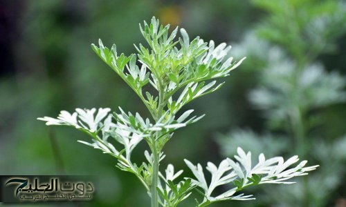 العشبة السحرية حيرت الملايين .. عشبة معجزة تقضي على آلام القولون وتعزز وظائف الكلي وتنقي الكبد من السموم