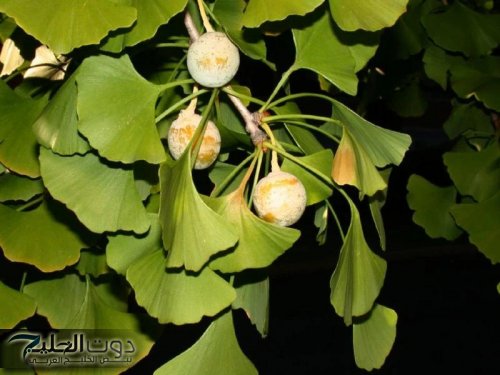 «كنز من كنوز الطبيعة»… عشبة عجيبة متوفرة بكل بيت تعزز الذاكرة وتعيد العجائز إلى بالعكاز شبابًا بفترة قصيرة