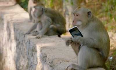 أخبار اليمن : قرود تسرق هواتف السياح وتُفاوض بالفاكهة