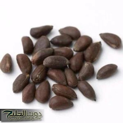 "عشبة من الجنة متوفرة في كل مطبخ".. تعالج النقرس وآلام المفاصل ولها فوائد أخرى..تعرف عليها