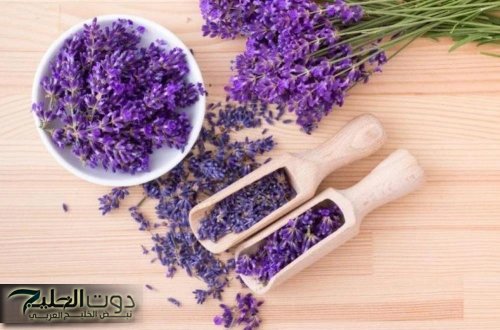 "كانت فين من زمان".. أعشاب تخلصك من القلق والتوتر وضغوط الحياة.. برخص التراب ولا غنى عنها