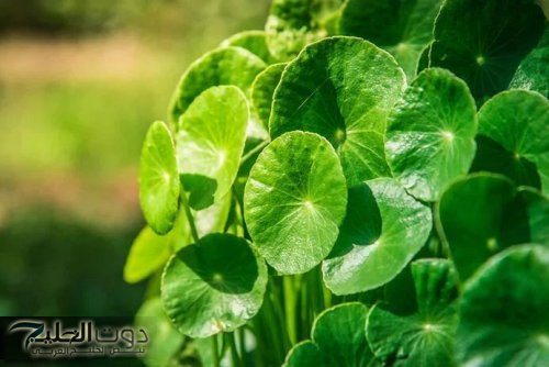 "عشبة أخفاها خبراء التجميل" أعشاب صحية تساعد علي نضارة الوجه والحـد من التصبغات.. أقوى علاج