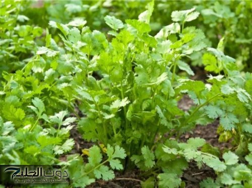 عشبة من الجنة تفتت الحصوات وتخفض السكر التراكمي وتنظف الكبد من السموم وتعزز وظائف الكلى!!