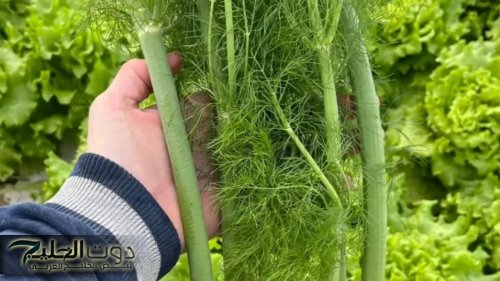 كوب ساخن من هذا العشبة هيخسرك 18 كيلو ويفتك الكرش في 3 أيام فقط حتى لو الدهون عنيدة ولهو فوائد اخرى