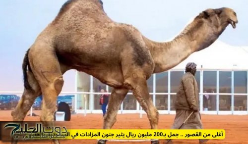 أغلى من القصور .. جمل بـ200 مليون ريال يثير جنون المزادات في السعودية والخليج