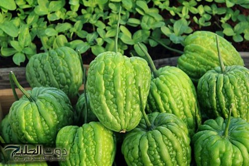 “من أسرار السودانيين” .. عشبة جبارة تخفض السكر التراكمي في الدم فوراً خلال 30 دقيقة مفعولها أسرق من البرق