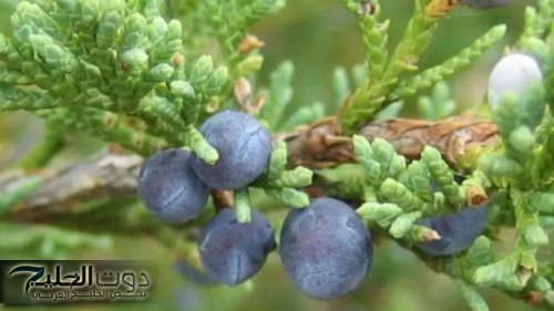 اكتشف سر العشبة السحرية التي تعيد احياء الكبد مهما كان تالف وتقضي على الكولسترول وتعالج السعال والزكام بسرعة