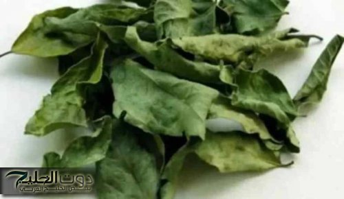 عشبة عجيبة صحراوية من الله لعباده.. عشبة سحرية تخفض السكر التراكمي في الدم.. أقوى عشرين مرة من إبرة