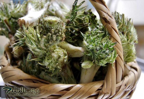 " الفرصة لسه قدامك " .. عشبة سحرية تنظف الكلي والكبد وتطهر القولون من الغازات والبراز المتحجر