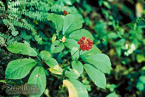 معجزة انشقت من السماء .. عشبة طبيعية تقوي الذاكرة وتعيد بناء خلايا المخ الميتة وتحمي من الزهايمر والخرف وحل