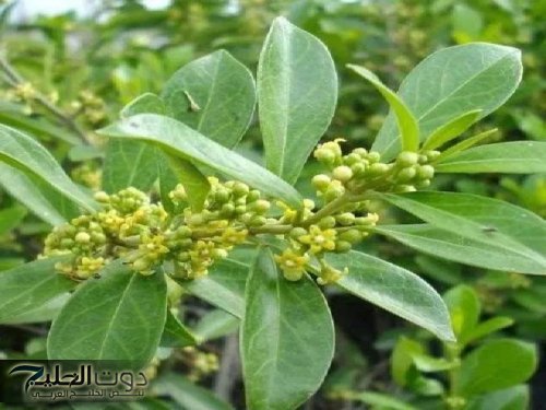 «هتاخد منها ومفيش بعدها إبر ولا أنسولين!».. عشبة عربية سحرية بتخفض السكر التراكمي 50%.. وتضبط معدل الجلوكوز