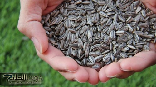 "مش هتبطل تاكله بعد النهارده!!".. فوائد مذهلة لتناول اللب السوري لجسمك وصحتك!!