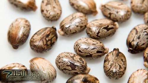 معجزه ربانيه... عشبة من الجنة متوفرة في كل مطبخ تعالج النقرس وآلام المفاصل ولها فوائد أخرى..تعرف عليها