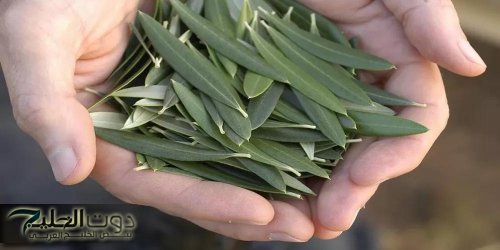 «الحصن الأخضر لجسمك!».. مشروب أوراق الزيتون بفوائده الرهيبة وطريقة تحضير بسيطة تديك صحة ومناعة أقوى