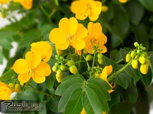 “ضاع عمرنا واحنا مش عارفين” ..عشبة سحرية من الحنة تعالج الغازات والامساك والقولون في دقائق الحل الأمثل لعلاج