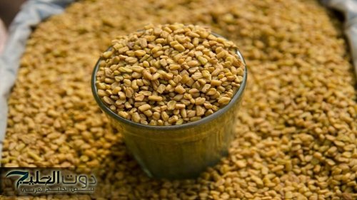 ” السعودية والإمارات هيتجننوا بسببها ” .. عشبة معجزة برخص التراب تخفض السكر بنسبة “90%” في 5 دقائق ومتوفرة