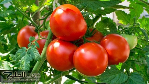 «مش كل طماطم صالحة للأكل!».. انتبهي لهذه العلامة الخطيرة التي قد تسبب أضرارًا خطيرة لصحتك وأطفالك!
