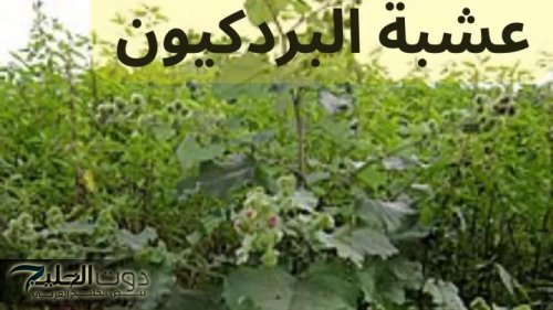 « معجزة ربانية لاتقدر بثمن » .. عشبة سحرية مهملة تحفز إفراز هرمون الأنسولين الطبيعي | تساعد في خفض سكر الدم