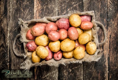 أوعى تأكليها لعيالك.. لو ظهرت هذه العلامة على البطاطس أعرف أنها فاسدة 100%