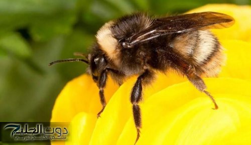 سم النحل يعزز آمال علاج سرطان الثدي