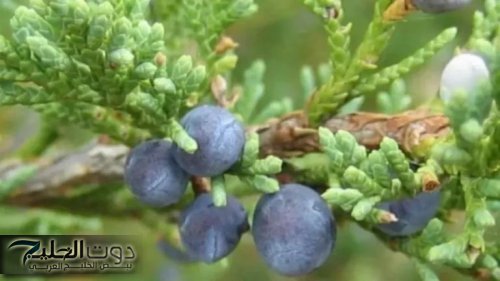 «امريكا هتموت عليها».. اكتشف سر العشبة السحرية التي تعيد احياء الكبد وتقضي على الكولسترول وتعالج السعال