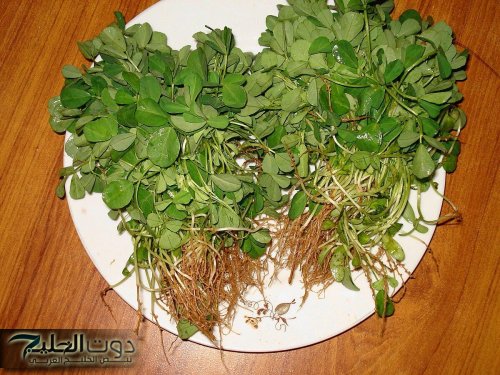 "تخلص من معاناتك في صمت!!..عشبة معجزة تفتت الحصوات وتنشط صحة المعدة..حلول صحتك من الطبيعة!"