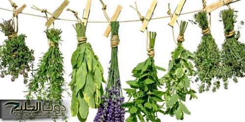 "عشبة أخفاها خبراء التجميل" أعشاب صحية تساعد علي نضارة الوجه والحـد من التصبغات.. أقوى علاج