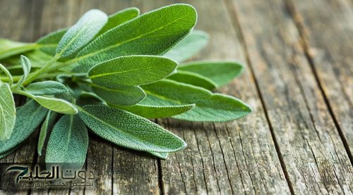 "انسى مشوار الدكاترة خلاص".. عشبة سحرية تحسن عمل البنكرياس وتقلل مقاومة الانسولين.. مفعولها