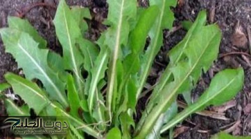 "شعرك هيبقى زي الهنود".. أوراق سحرية تزيد من طول الشعر ولمعانه وحمايته من التلف.. مش هتصدقي