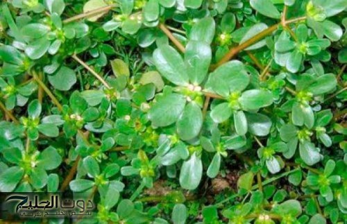 عشبة نزلت من السماء..استخدموها بهذه الطريقة لمدة 3 أيام فقط وقولوا وداعًا للكرش ودهون البطن..متوفرة