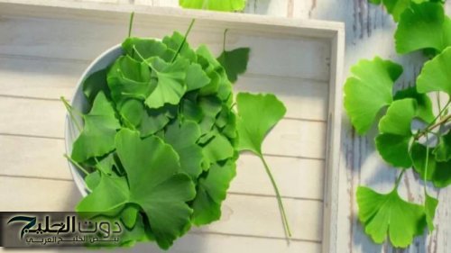 معجزه ربانيه من قلب الطبيعه… عشبة طبيعية تقوم بحل كل مشاكل الذاكرة وتعيد تنشيط الدماغ وعلاج النسيان من اول