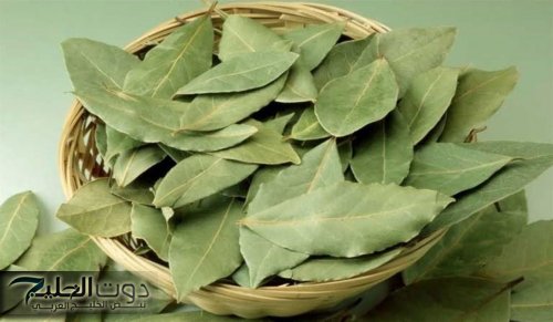 ارجع شباب تاني.. عشبه ورق الغار هترجعك 20 سنة لورا لو عمرك فوق ال 70.. هتندم انك ما كنتش تعرفها من زمان