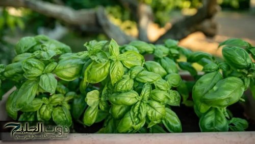 الريحان: علاج طبيعي للسكري والسرطان