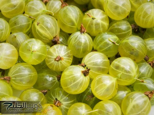 ” معجزة ربانية حيرت العالم بأكمله ” .. عشبة سحرية تحارب السرطان وتقوي العظام وتحسن وظائف الكبد والكلى