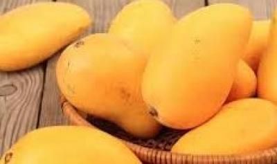 أخبار اليمن : هل المانجو مفيد لمرضى السكري؟ دراسات تُجيب
