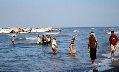 أخبار اليمن : الإعلان عن فتح موسم اصطياد الجمبري